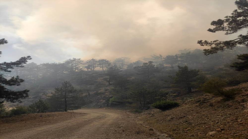 Adana’da orman yangını