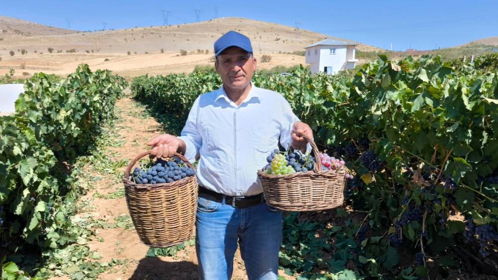 Kahramanmaraş’ta televizyonda gördü yetiştirmeye başladı, şimdi 4 ton hasat ediyor